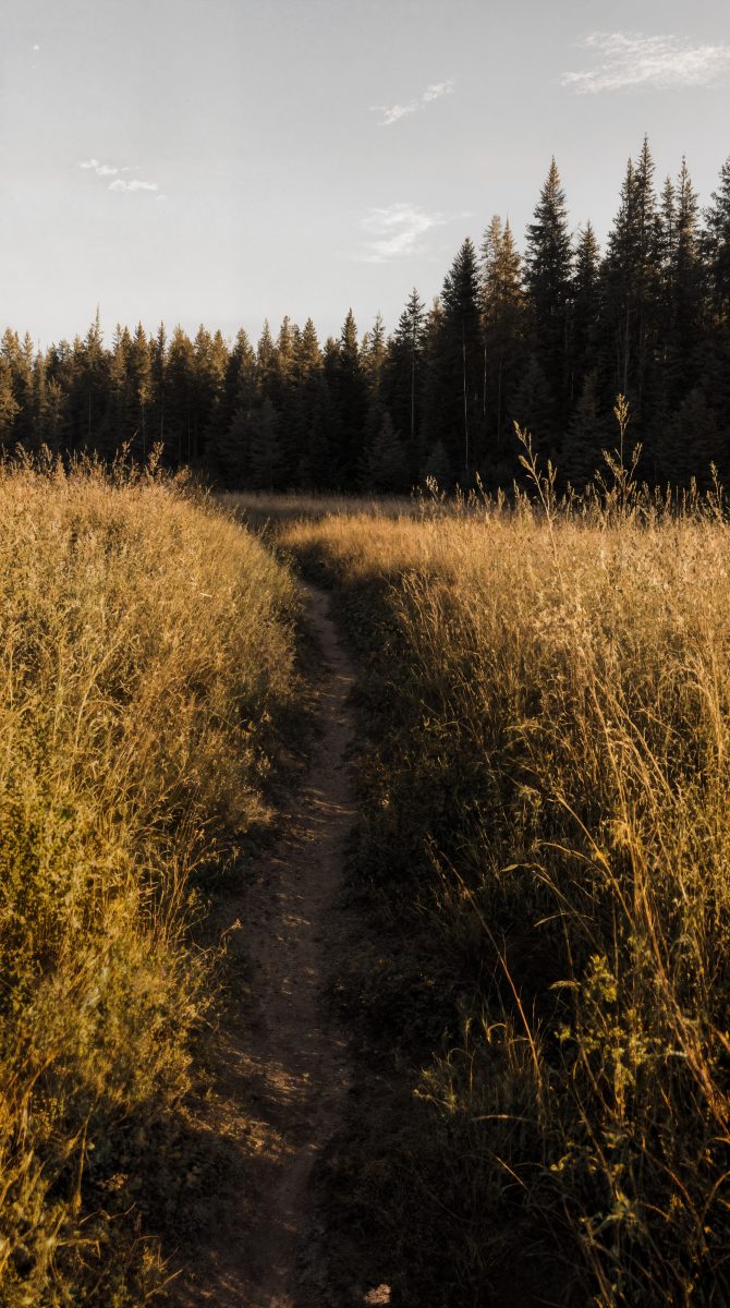 Narrow Dirt Path Leading Through Golden Grass Field to a Dense Forest at Sunset