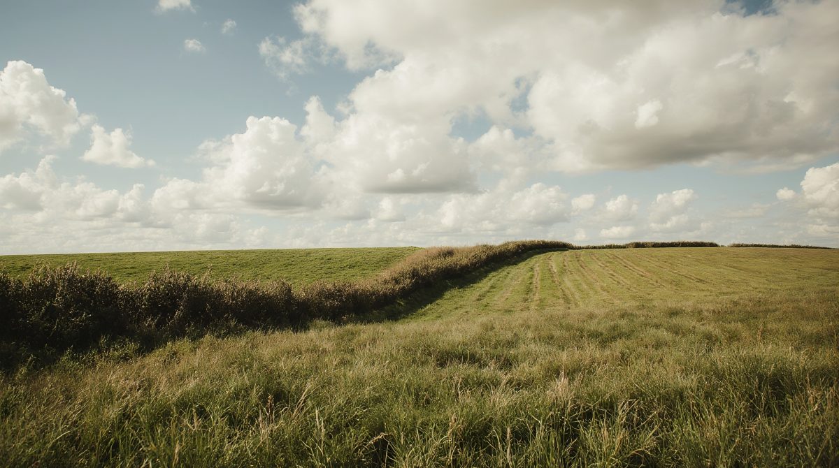 Rolling Green Fields Divided by a Rustic Hedgerow under a Cloudy Sky