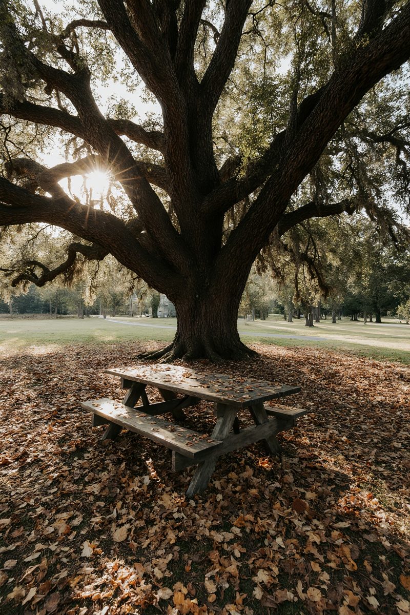 Rustic Wooden Picnic Table Under Majestic Oak Tree in Autumn
