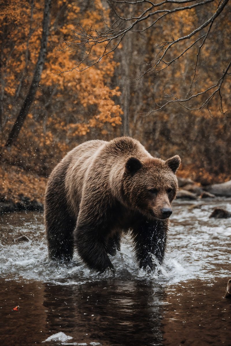 Powerful Grizzly Bear Splashing Through an Autumn River in the Wild