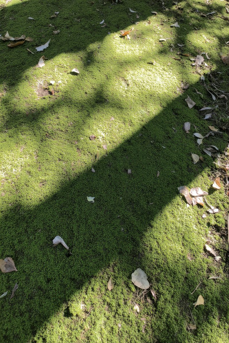 Sun-Dappled Mossy Forest Floor with Scattered Autumn Leaves